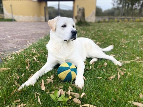 Villa Pedrosu Farm Stay in Sardinia