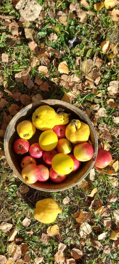 Kremna Cottage House in Zlatibor District, Serbia