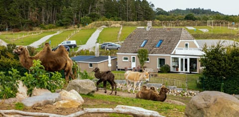 Property building, Animals