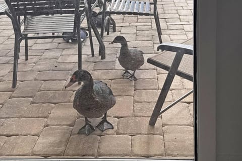 Golf and Tennis Community - Peaceful Pond Paradise - Pet friendly House in Wesley Chapel