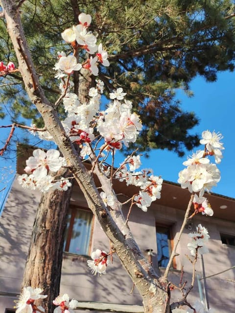 Spring, Garden