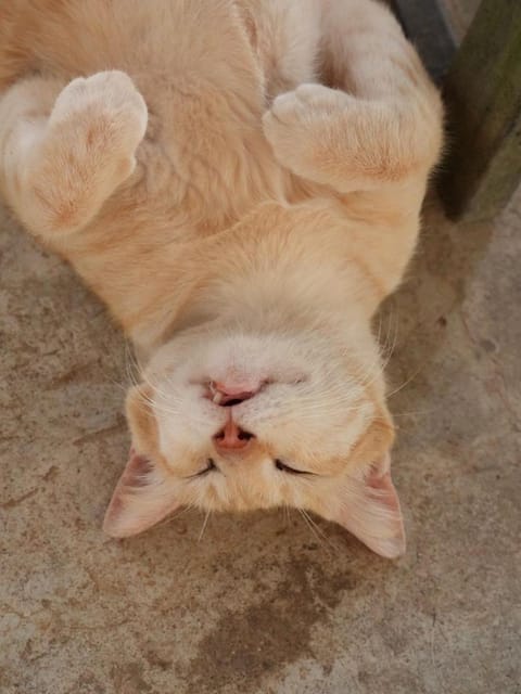 Farm House kohyaoyai Hostel in Krabi Changwat