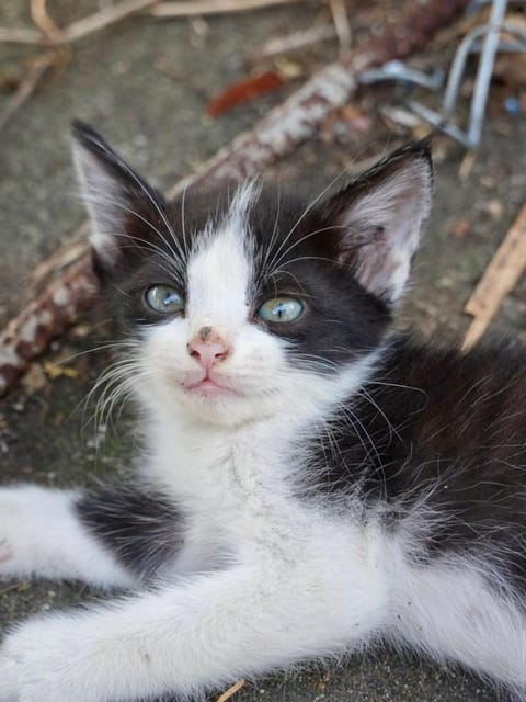 Farm House kohyaoyai Hostel in Krabi Changwat