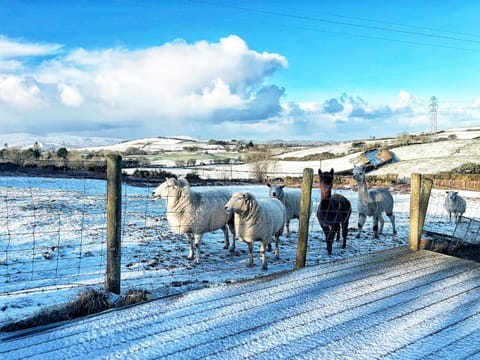 Pant y Rhedyn Glamping and camping site Campground/ 
RV Resort in Wales