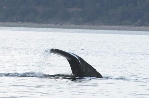 Whale Watching & Mtn ViewsHot TubCovered Deck House in Bells Beach
