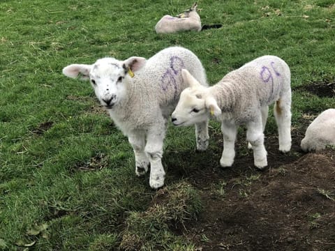 Rose Cottage. Family home on the river House in England
