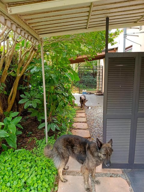 Day, Garden, Balcony/Terrace, Seating area, Pets, Garden view