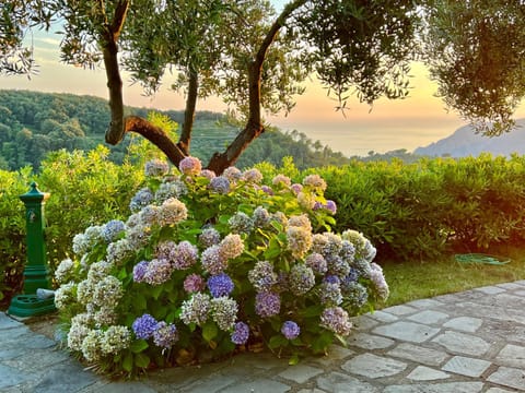 Natural landscape, Garden