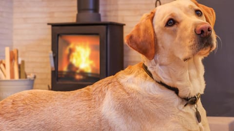 Nala's Nest Apartment in Hexham