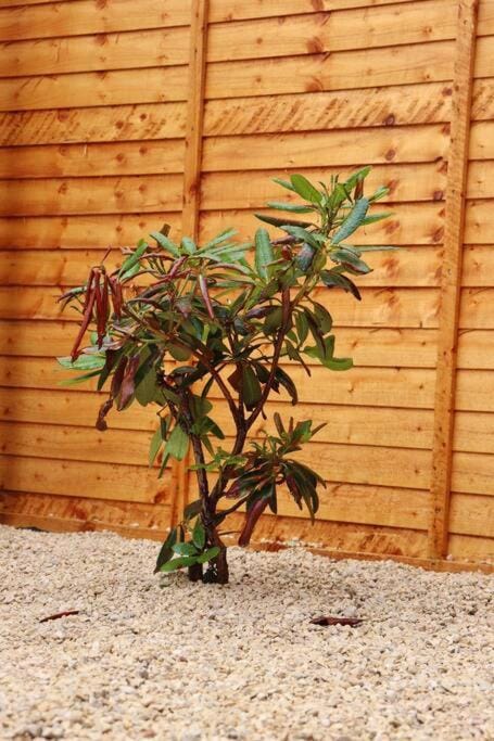 Garden view, Garden view