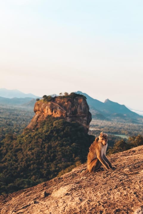 Day, Animals, Mountain view