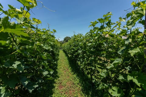 Country Homes Dujeva Apartment in Podgorica Municipality, Montenegro