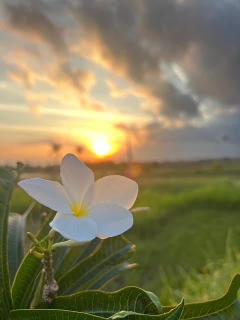 Spring, Natural landscape, Sunrise, Sunset