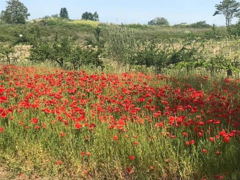 “La Casetta del 1930” Historic unit from early '900 Apartment in Ortona