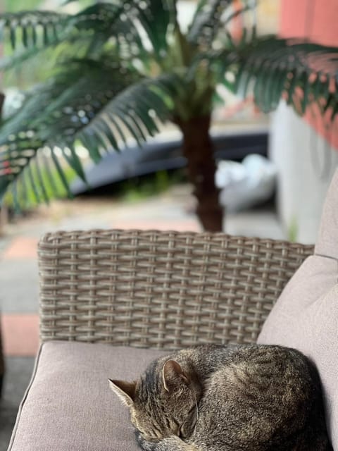 Pets