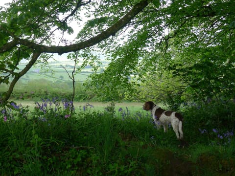 Spring, Natural landscape, Animals