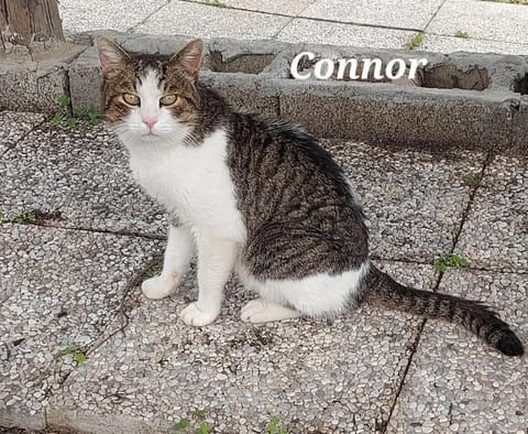 Sa domu 'e pisittu Apartment in Sardinia