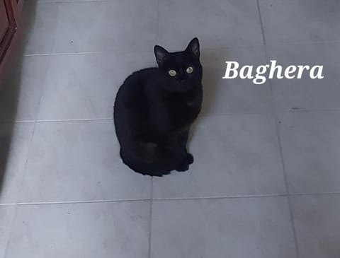 Sa domu 'e pisittu Apartment in Sardinia