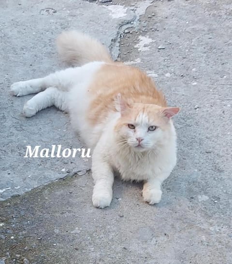 Sa domu 'e pisittu Apartment in Sardinia