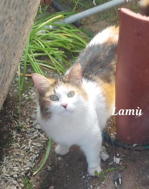 Sa domu 'e pisittu Apartment in Sardinia