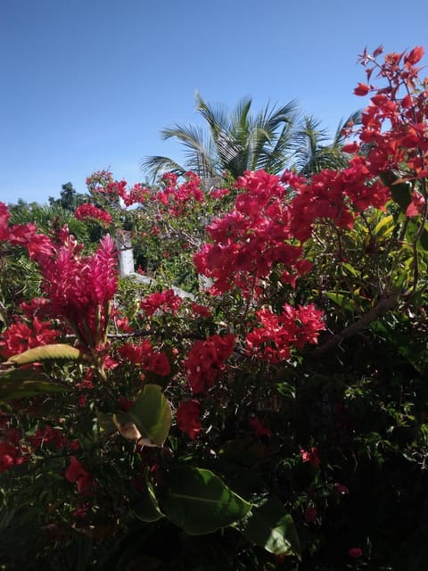 Day, Garden, Garden view