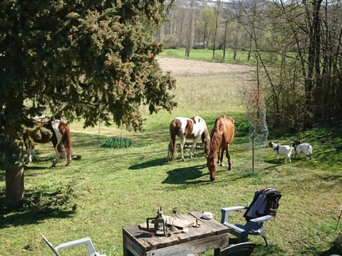Natural landscape, Garden, Animals