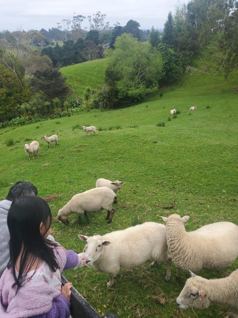 Animals