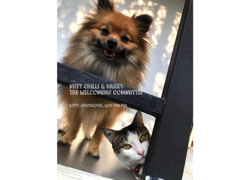 Animals, Pets