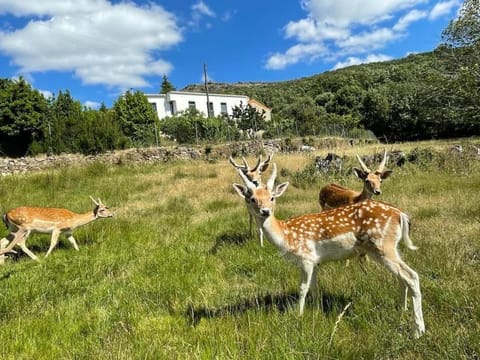 Natural landscape, Activities, Garden, View (from property/room), Animals, Pets, Entertainment