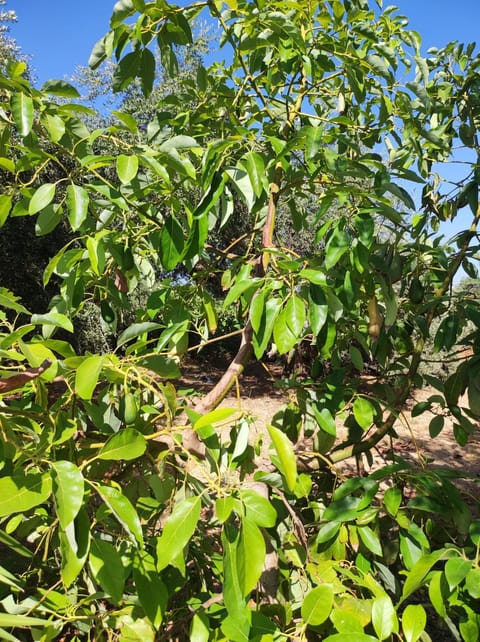 Natural landscape, Garden