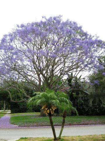 Natural landscape, Garden view