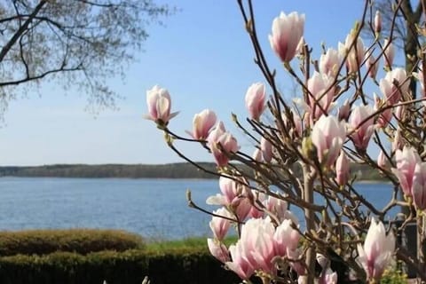 Fewo in Villa mit Seeblick Apartment in Plau am See