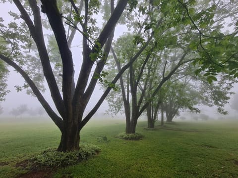 Natural landscape, Garden, Garden