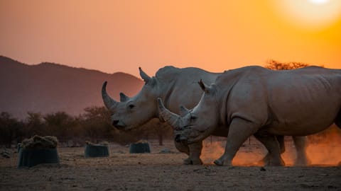 Animals, Sunset