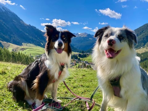 Natural landscape, Activities, Hiking, Animals, pet friendly, pet friendly