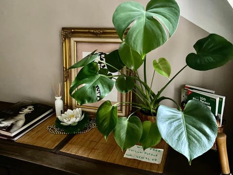 Les Lauriers Duplex centre ville avec jardin House in Provence-Alpes-Côte d'Azur