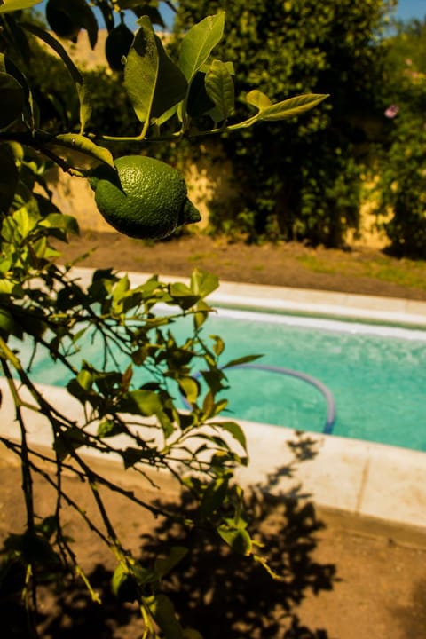 Garden, Swimming pool