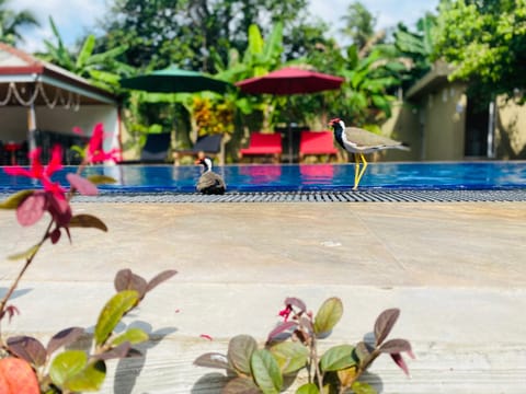 Day, Garden, Garden, Garden view, Pool view, Swimming pool, sunbed