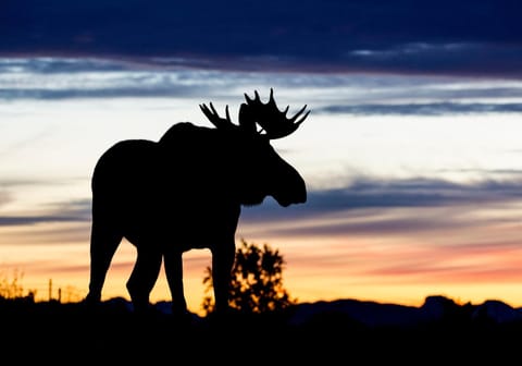 Animals, Sunrise, Sunset