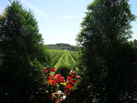 Spring, Natural landscape, Activities, Bird's eye view, Garden, View (from property/room)
