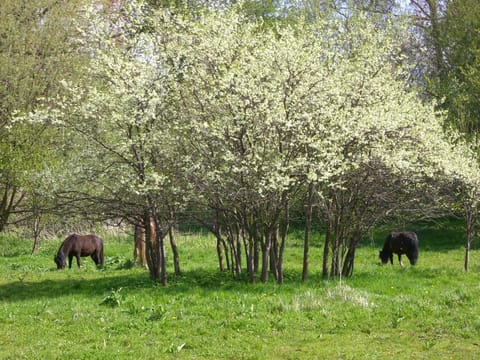 Horse-riding, Area and facilities