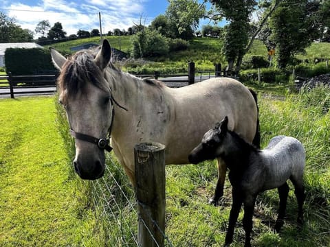 Drumbar Lodge House in County Donegal