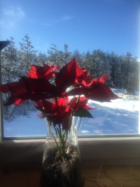 Studio Viline kose Apartment in Zlatibor District, Serbia