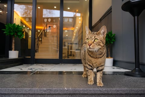Facade/entrance, Pets