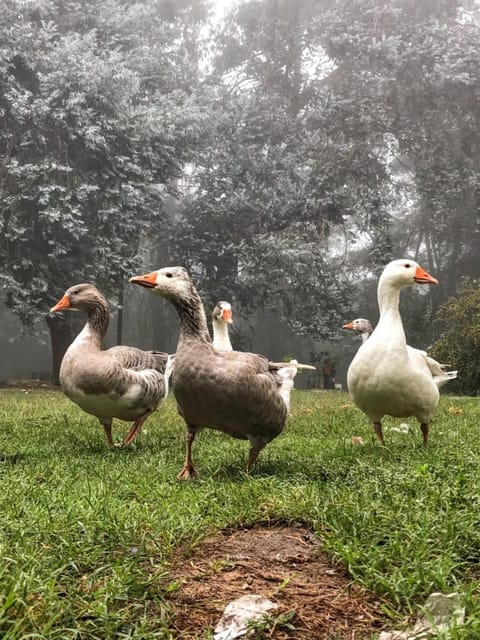Animals