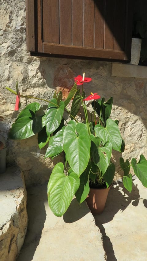 Rooms Plaža Divuje Apartment in Split-Dalmatia County