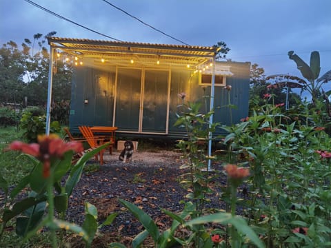 Patio, Garden, Pets, Garden view