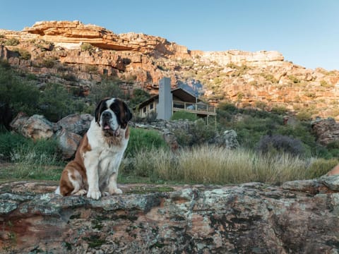 Property building, Pets