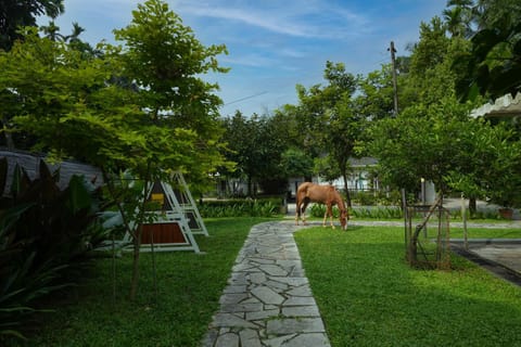 Day, Garden, Animals, Garden view