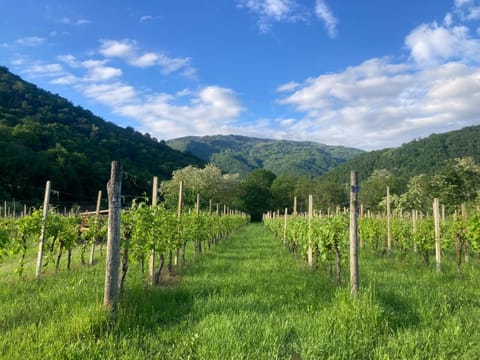Casa del Grivò - Alloggio Luna Apartment in Friuli-Venezia Giulia